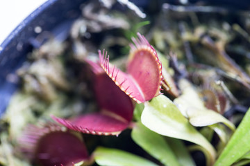 The Venus flytrap (also referred to as Venus's flytrap or Venus' flytrap), Dionaea muscipula, is a...