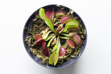 The Venus flytrap (also referred to as Venus's flytrap or Venus' flytrap), Dionaea muscipula, is a carnivorous plant.