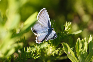 butterfly