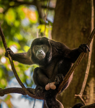 Ein Br&uuml;llaffen Alpha M&auml;nnchen in Costa Rica