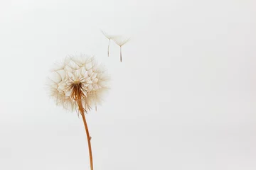 Peel and stick wallpaper Dandelion dandelion and its flying seeds on a white background