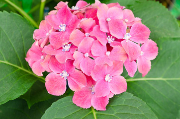 Pink Hydrangea Flowers blooming in garden