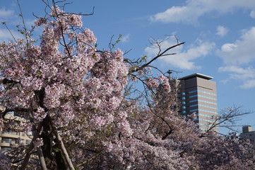 桜 広島