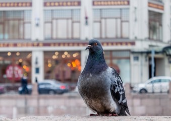 The gray pigeon sits quietly in the city
