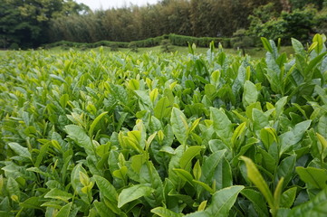 茶葉 後楽園
