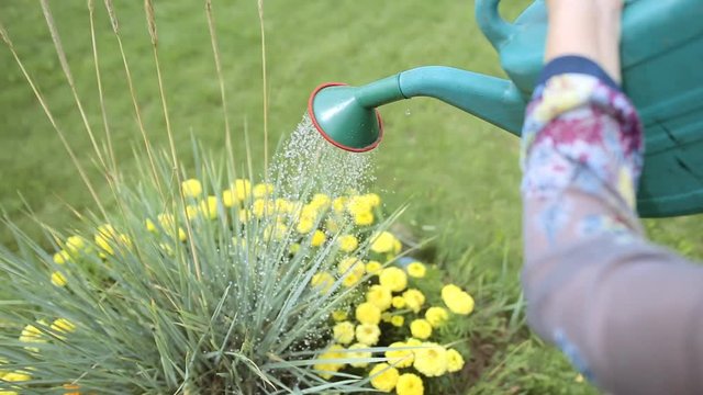 Close up of woman watering yellow flowers with a watering can - gardening in summer