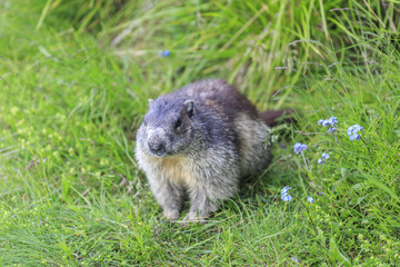 Naklejka na ściany i meble Alpine marmot (Marmota marmota) in the Gasteiner valley in the austrian alps