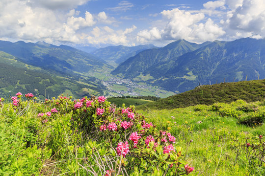 Hairy alpenrose (Rhododendron hirsutum) in front of the township of Bad Hofgastein in the austrian alps