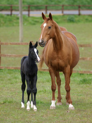 Mare and Foal