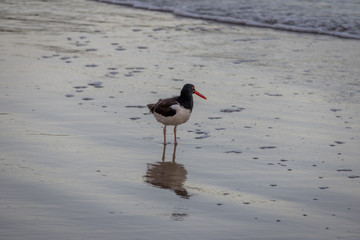 American oystercatcher (Haematopus palliatus) - Balneario Camboriu, Santa Catarina, Brazil