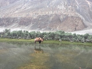 double hump camel in nubra valley