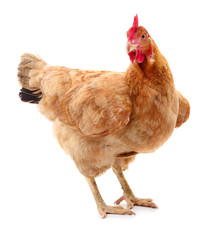 Brown hen isolated.