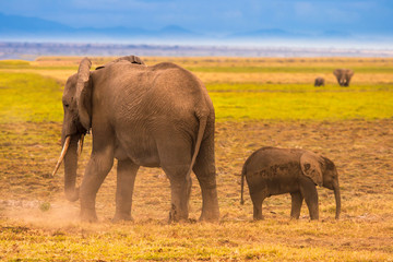 Fototapeta na wymiar elephant and elephant in Africa. African elephants