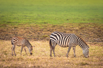 zebra with the baby. African zebra in the savannah.