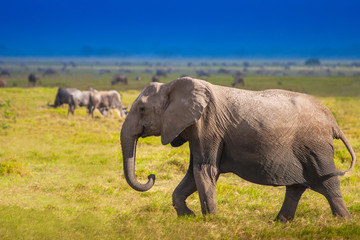 The elephant goes through the savannah. Elephants in Africa.