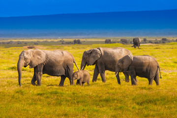 Naklejka na ściany i meble A family of elephants are walking along the grass. Family of African elephants. Kenya.