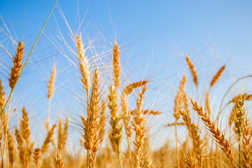 Picture of fresh wheat in field