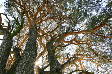 alter baum im sonnenlicht