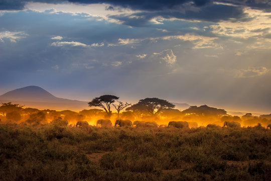 Fototapeta Migration of elephants. Herd of elephants. Evening in the African savannah.