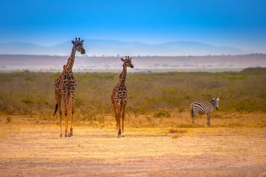 Two giraffes. African giraffes.