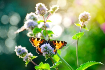 Schmetterling auf Pfefferminze