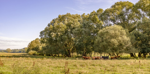 Fototapeta premium Environnement