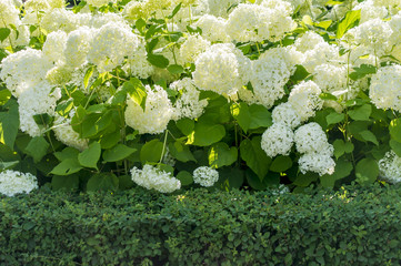 Hortensia blanc en fleurs