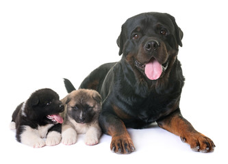Obraz premium puppies american akita and rottweiler