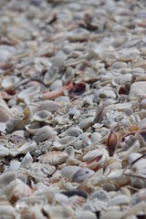 a bunch of beach shells at florida sanibel island, closeup shot