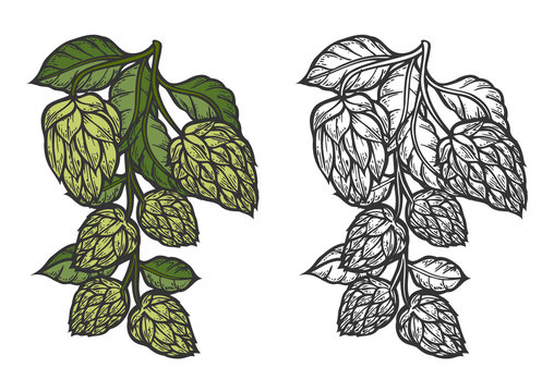 Beer hop illustration color and monochrome version on white background. Design element for logo, label, emblem, sign. Vector illustration