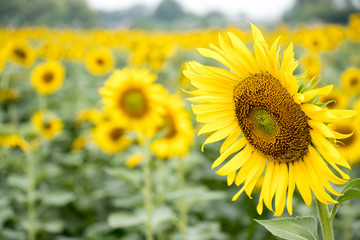 Fototapeta premium Beautiful yellow sunflower in the farm background