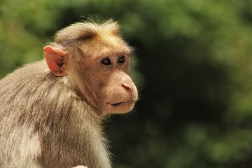 Indian Monkey