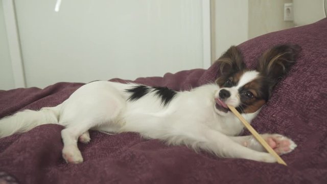 Papillon Continental Toy Spaniel gnaws wooden sticks for sushi stock footage video