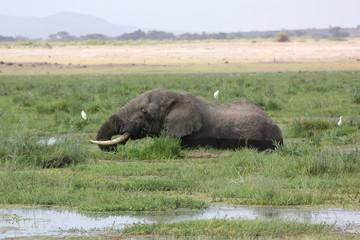 Naklejka na ściany i meble Kenya Wildlife