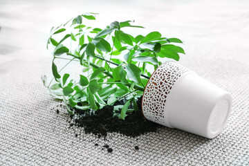 Overturned house plant on light carpet