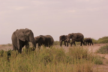 Naklejka na ściany i meble Kenya Wildlife