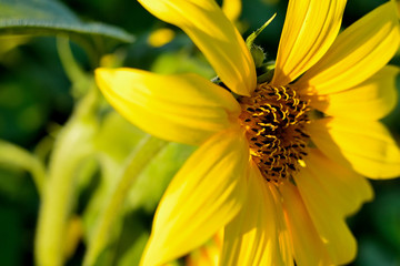 Summer sunflower in Slovakia. Agricultural crop. Flower with yellow petals and green leaves.
