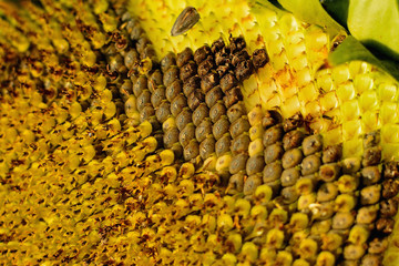 Summer sunflower in Slovakia. Agricultural crop. Flower with yellow petals and green leaves.