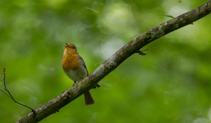 European robin (Erithacus rubecula) singing