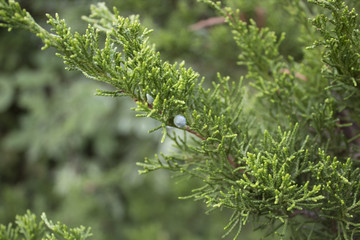 Juniper tree with berry