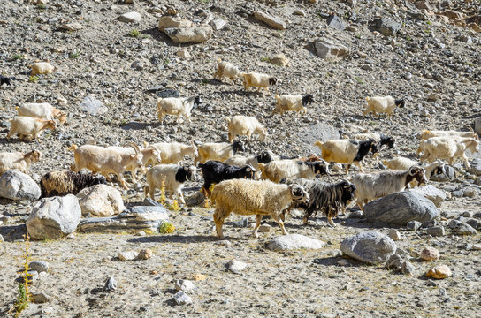 Flock of Pashm, Pashmina or goats in Leh Ladakn, North of India.