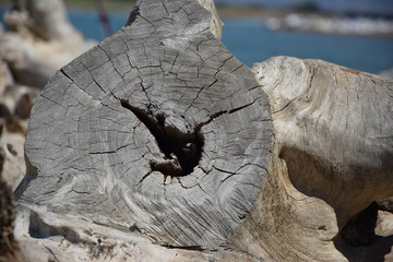 alter Baumstamm