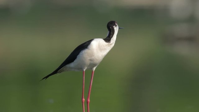 Black-winged stilt - ungraded footage