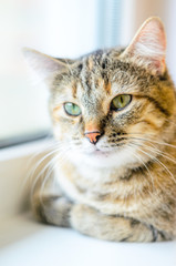 Portrait of a domestic cat on a white windowsill. A cat with a serious look