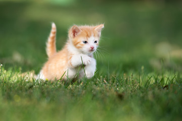 red and white kitten running on grass