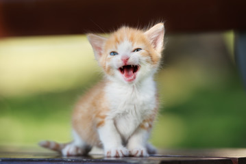 adorable small kitten meowing outdoors