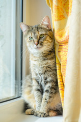 Portrait of a domestic cat on a white windowsill. A cat with a serious look