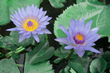 purple water lilies with dew on petals photographed early in the morning at sunrise
