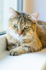 Portrait of a domestic cat on a white windowsill. Cat lays near the window close-up