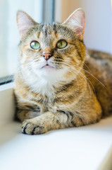 Portrait of a domestic cat on a white windowsill. Cat lays near the window close-up